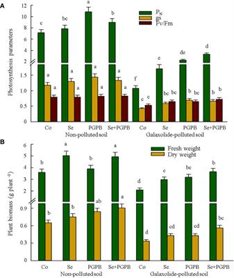 Galaxolide-contaminated soil and tolerance strategies in soybean plants using biofertilization and selenium nanoparticle supplementation